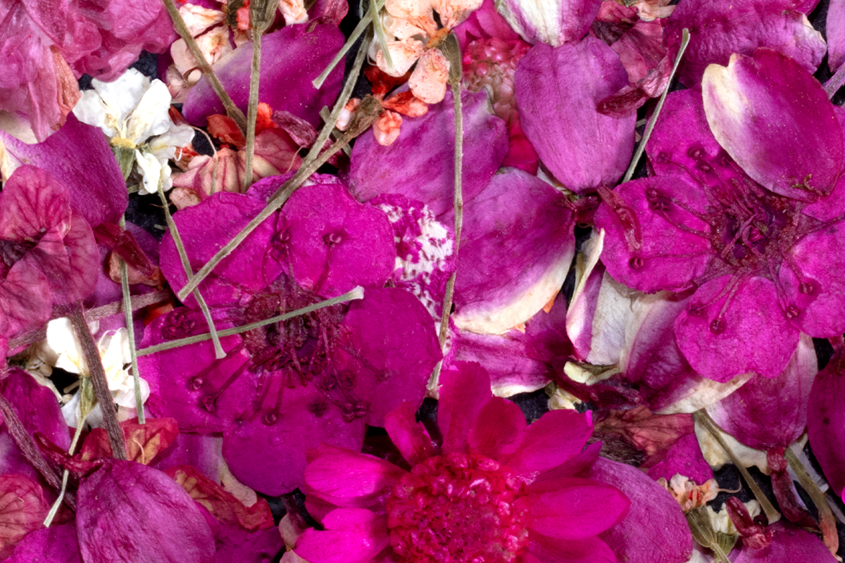 Jolifin Dried Flowers - Mini Blüten pink mix