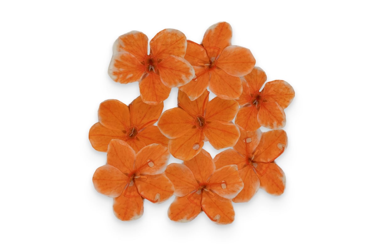 Jolifin Dried Flowers - kleine Blüten orange