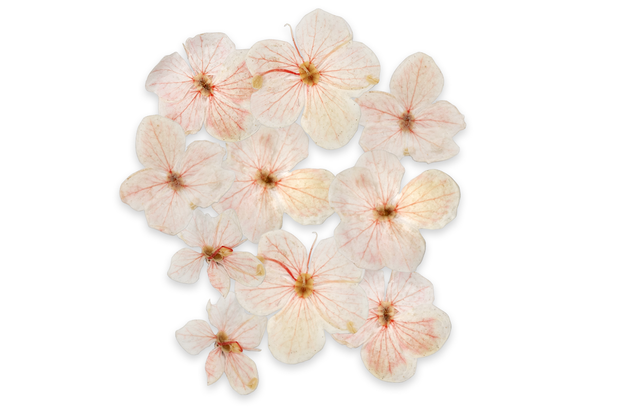 Jolifin Dried Flowers - small flowers pink
