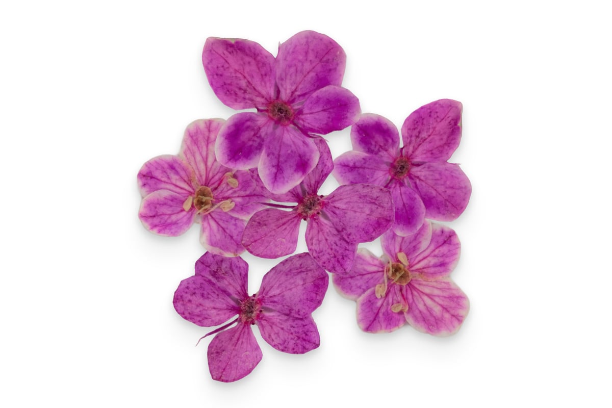 Jolifin Dried Flowers - kleine Blüten magenta
