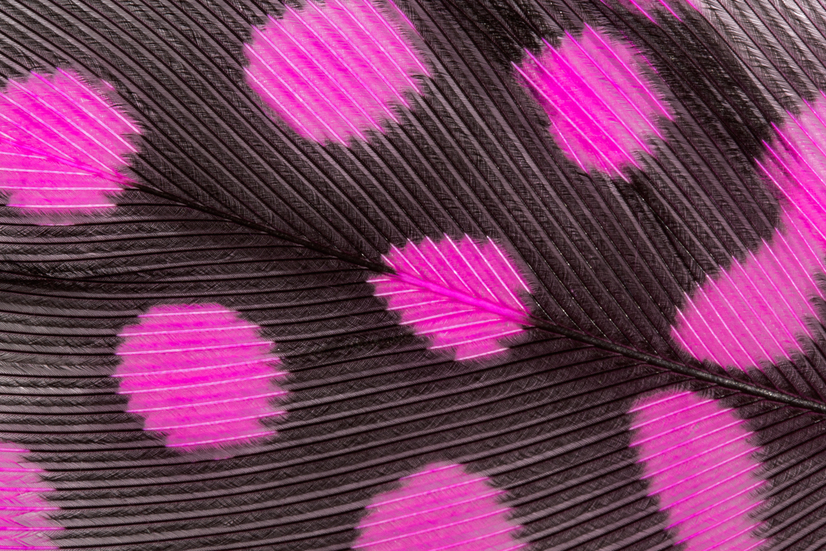 Jolifin Nail Art Feather baby-pink leopard