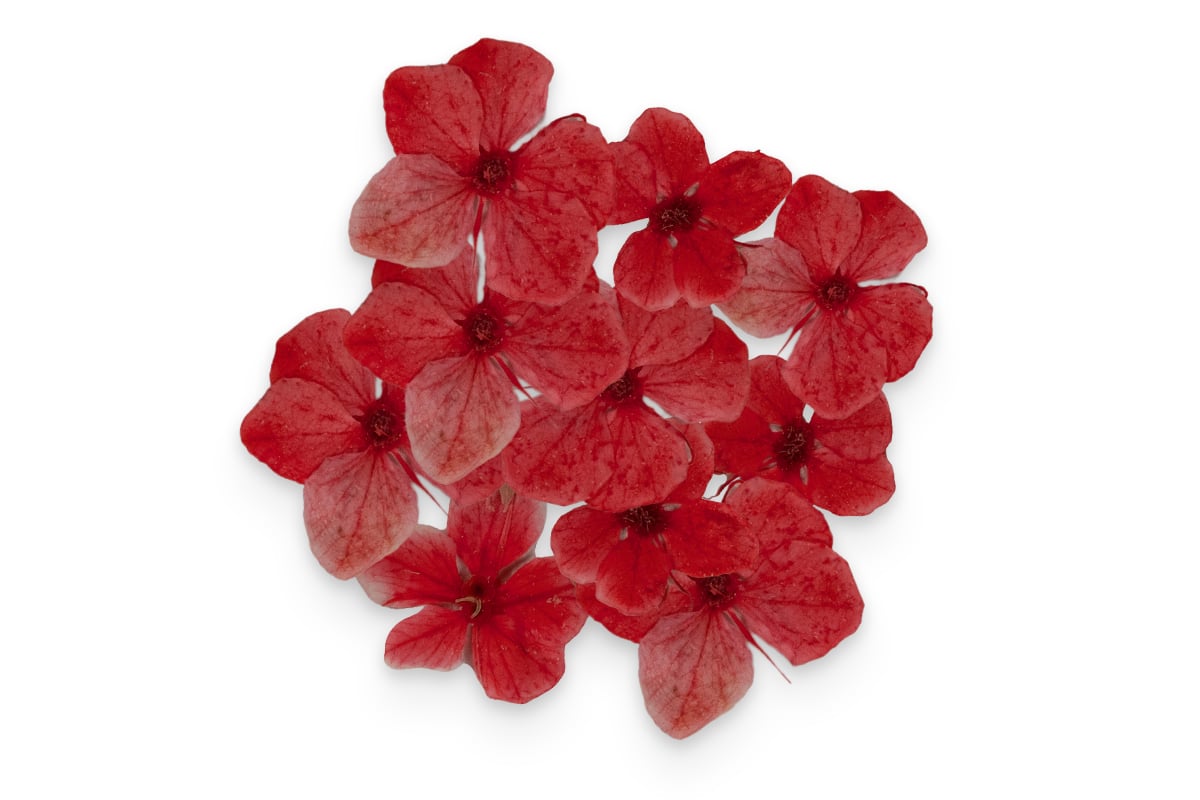 Jolifin Dried Flowers - kleine Blüten rot