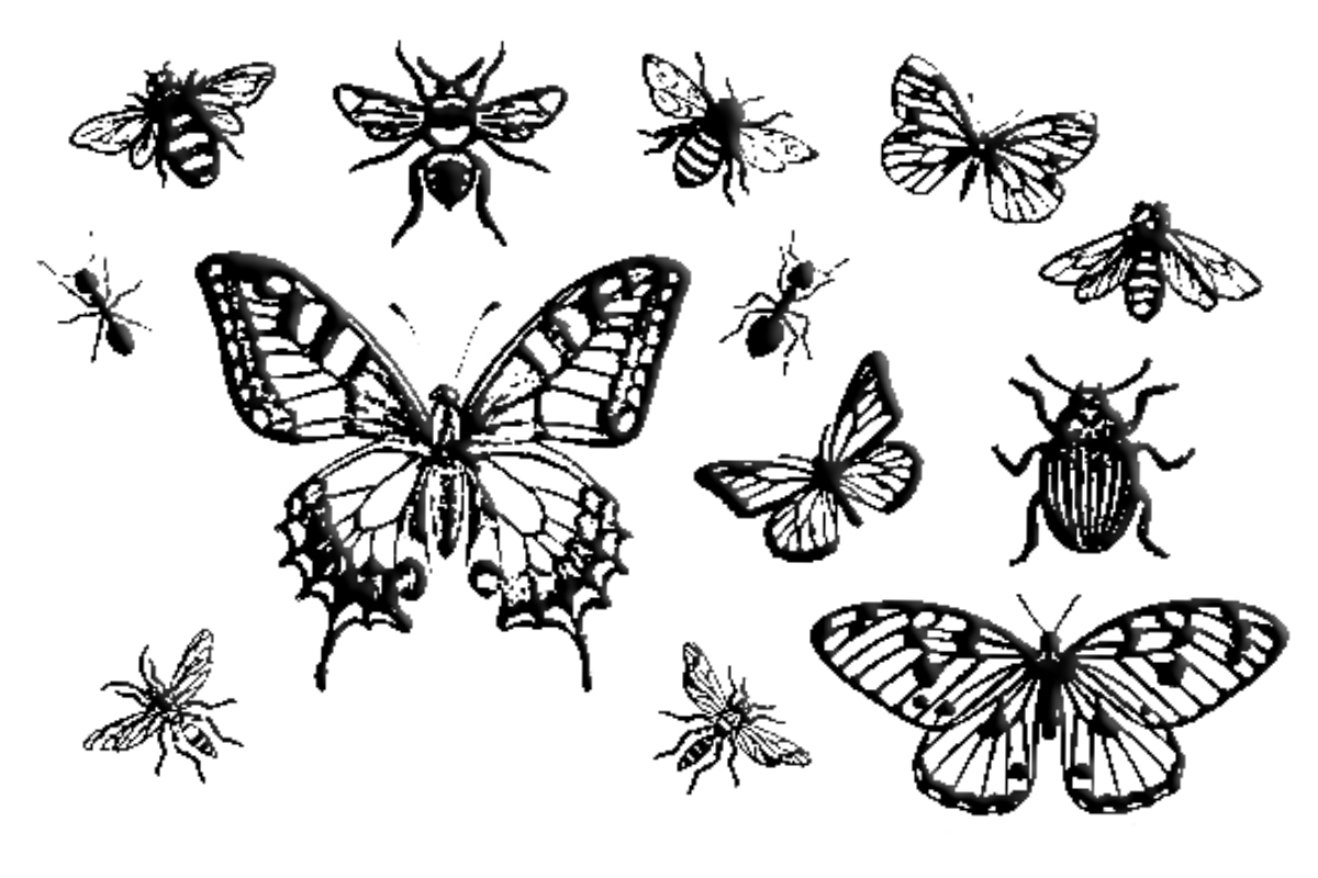 MoYou-London stencil Botanical Collection 04