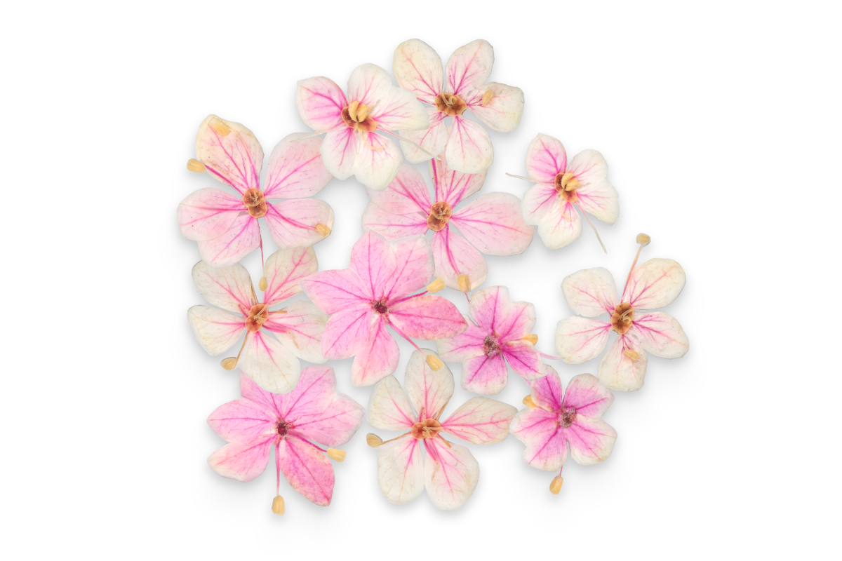 Jolifin Dried Flowers - kleine Blüten pink