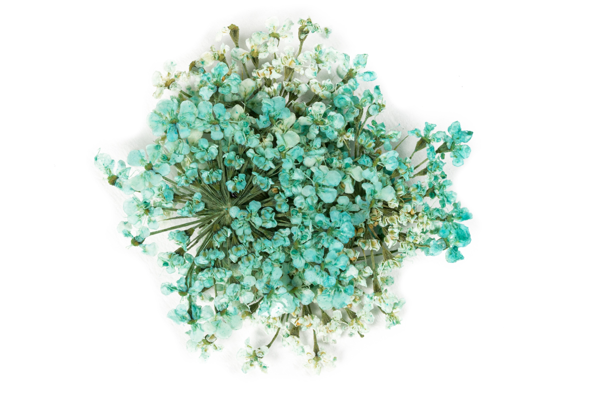 Jolifin Dried Flowers - Mini flowers turquoise
