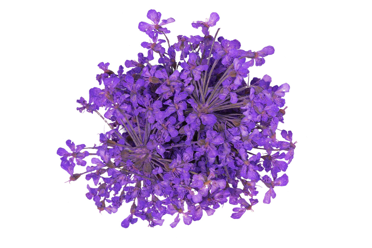 Jolifin Dried Flowers - Mini flowers purple